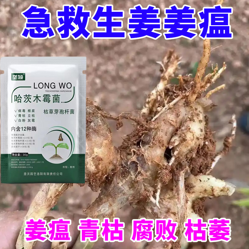 生姜姜瘟专用微生物肥料白绢眼斑病毒病黄叶根腐哈茨木霉菌水溶肥
