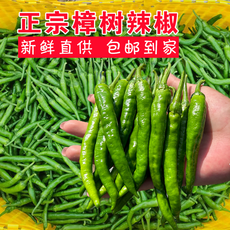正宗湖南樟树小青椒原基地露天种植辣椒薄皮肉嫩清脆爽口包邮