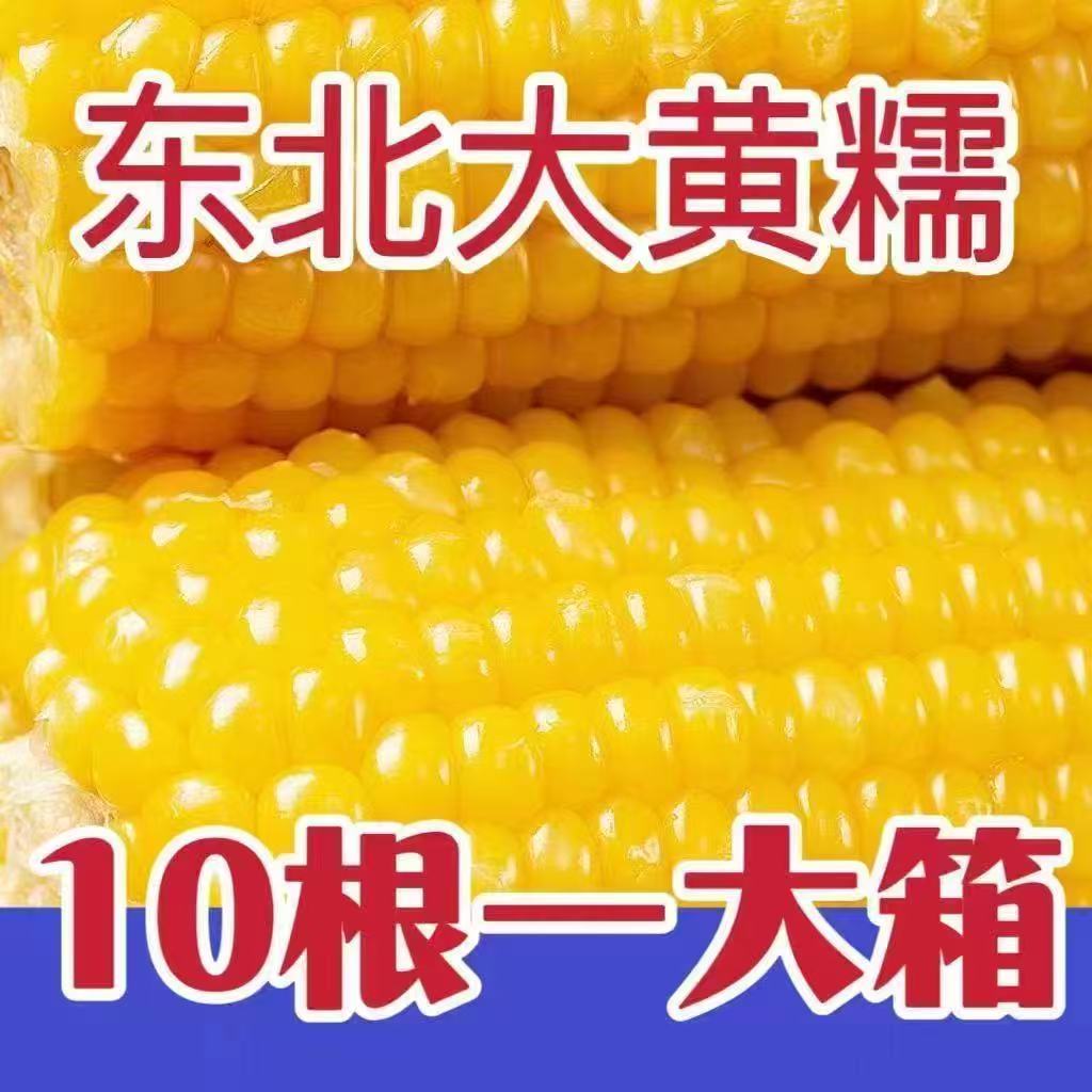【黄糯玉米10根】东北黄糯玉米香甜软糯粘玉米整箱5-5.5斤