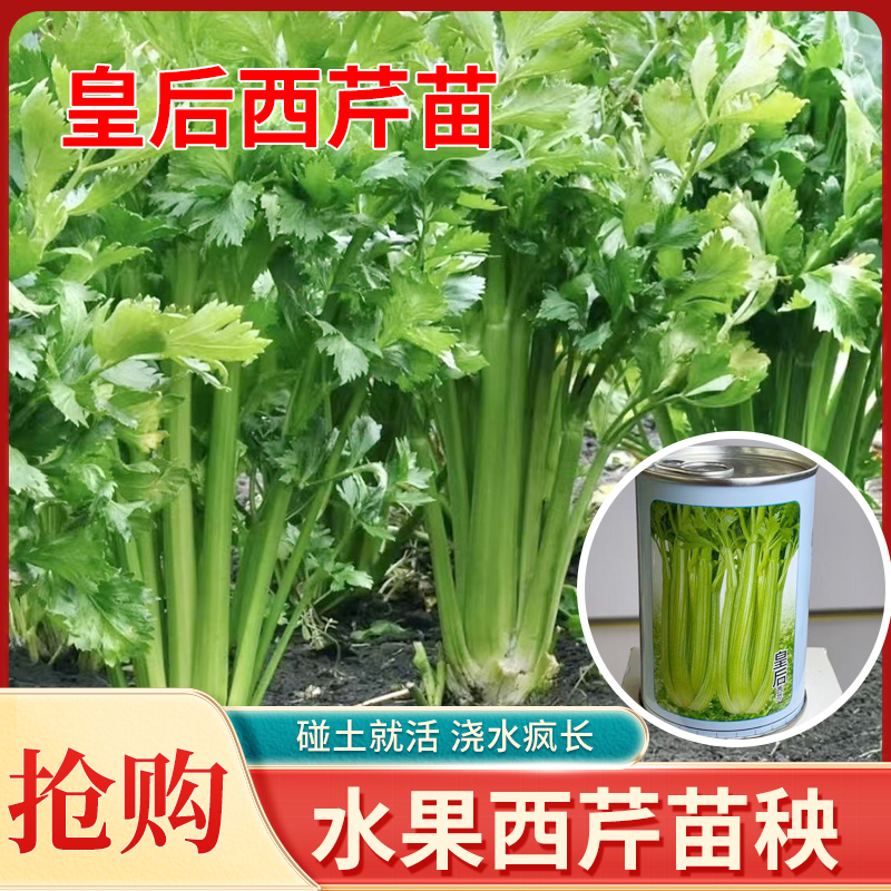 寿光源头厂家阳台盆栽地栽露天种植脆嫩无筋皇后西芹苗芹菜苗秧苗