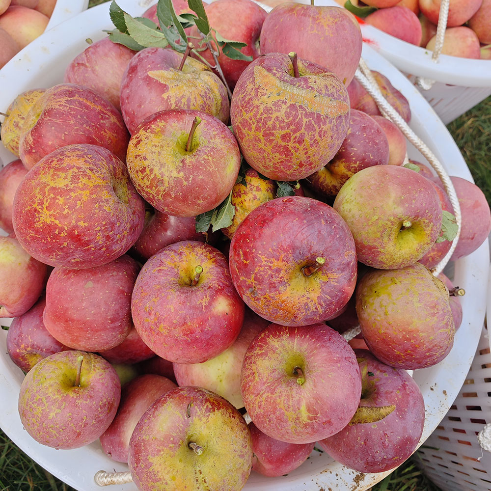 大降价啦】大凉山糖心丑苹果新鲜水果产地直发脆富士苹果现摘现发