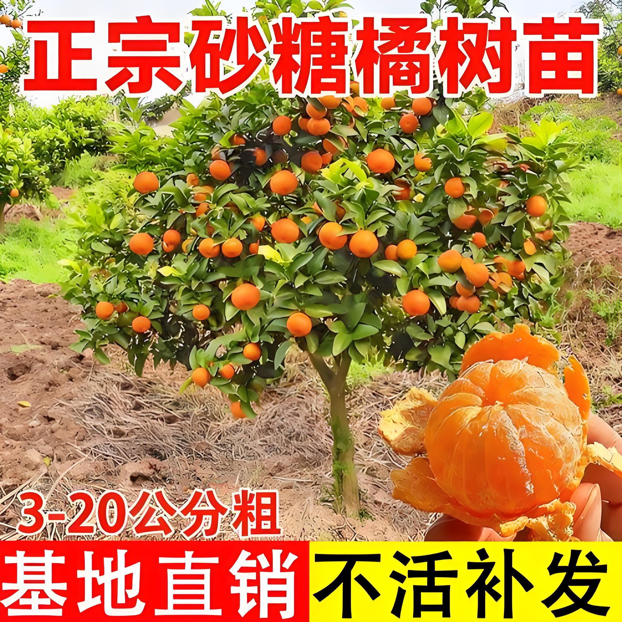 广西砂糖橘正宗沃柑树苗盆栽带果室外耐寒花卉绿植橘子盆景