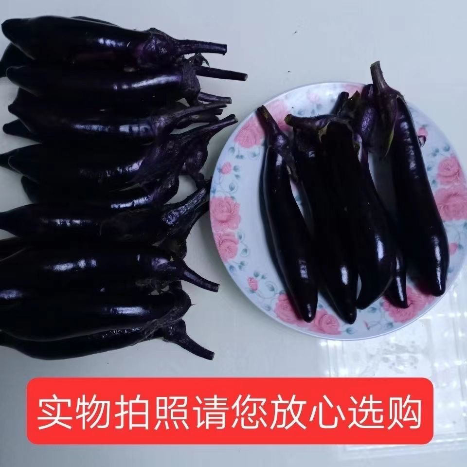 东北小紫茄子蒜茄子生吃蘸酱茄子农家菜