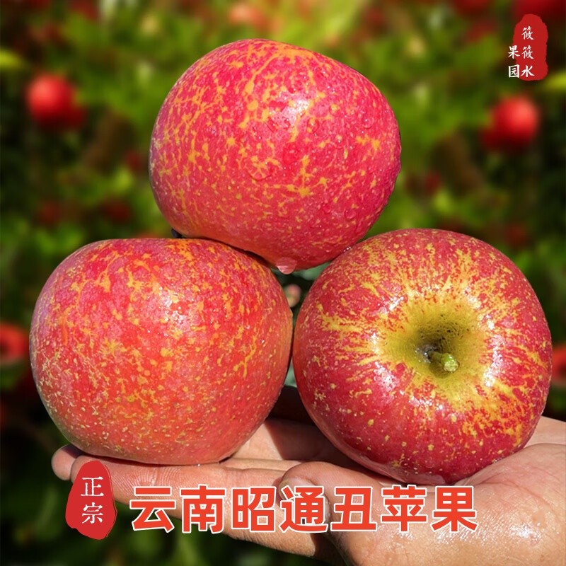 云南昭通冰糖心苹果当季新鲜水果好吃脆甜多汁果园现摘现发5/10斤