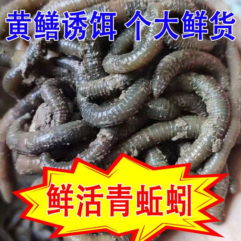 青蚯蚓活饵鲜活垂钓鱼饵料活体野生黄鳝户外现货特大特臭