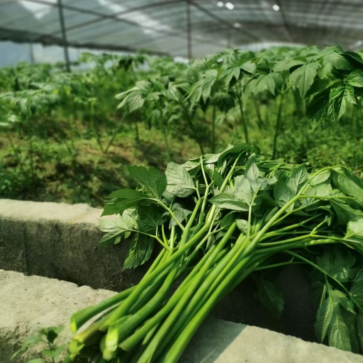 咸草王长寿草神仙草长寿菜新鲜嫩叶老叶茎叶可榨汁养生蔬菜