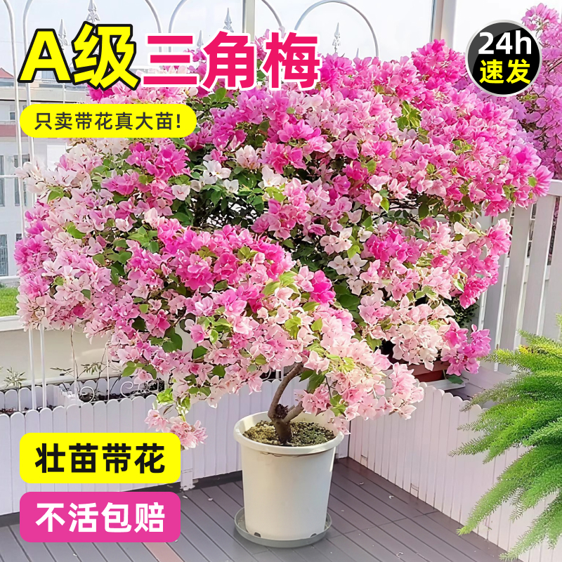特级绿樱开花三角梅漳红樱爬藤老桩带花耐寒绿植好养活庭院花卉