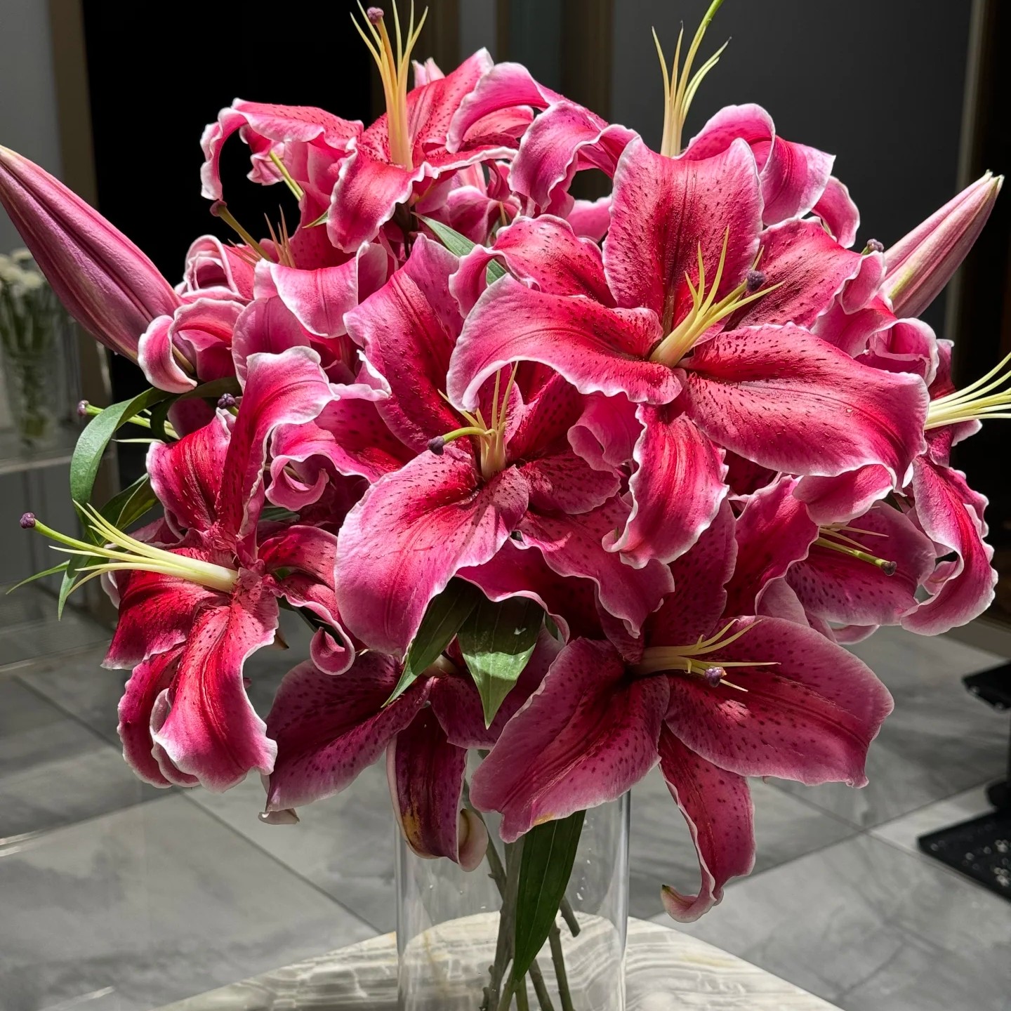 【进口单瓣黑美人卡瓦纳】稀有百合花种球云南昆明基地直发土培好养