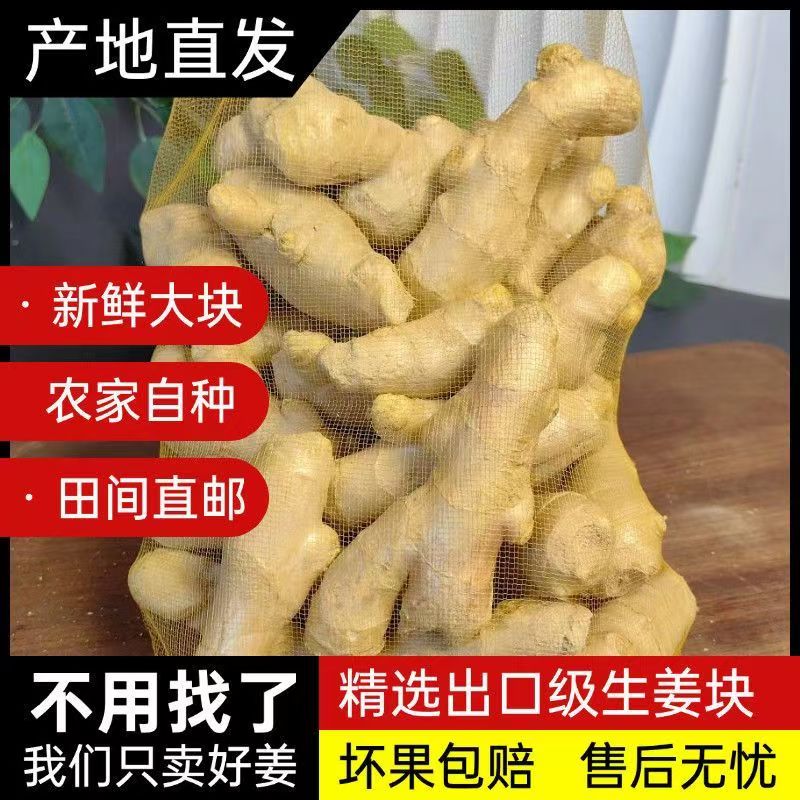 正宗山东黄姜生姜现挖农家月子姜自种新鲜带土1箱姜块蔬菜批发