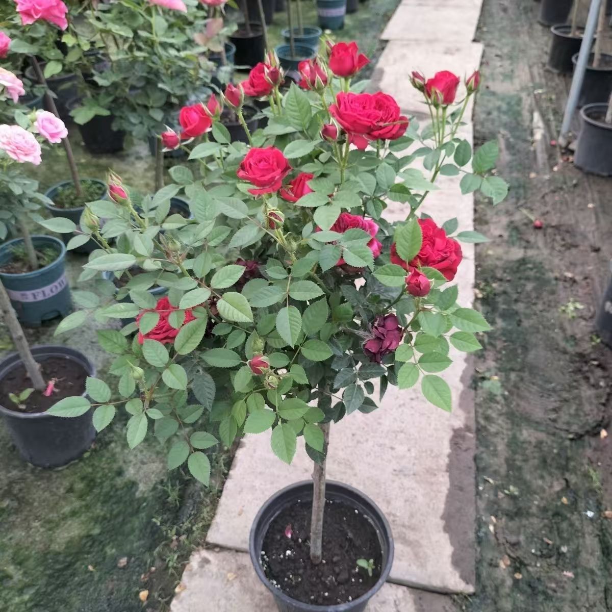 红色棒棒糖树桩月季盆栽四季开花耐寒耐热阳台庭院花卉绿植