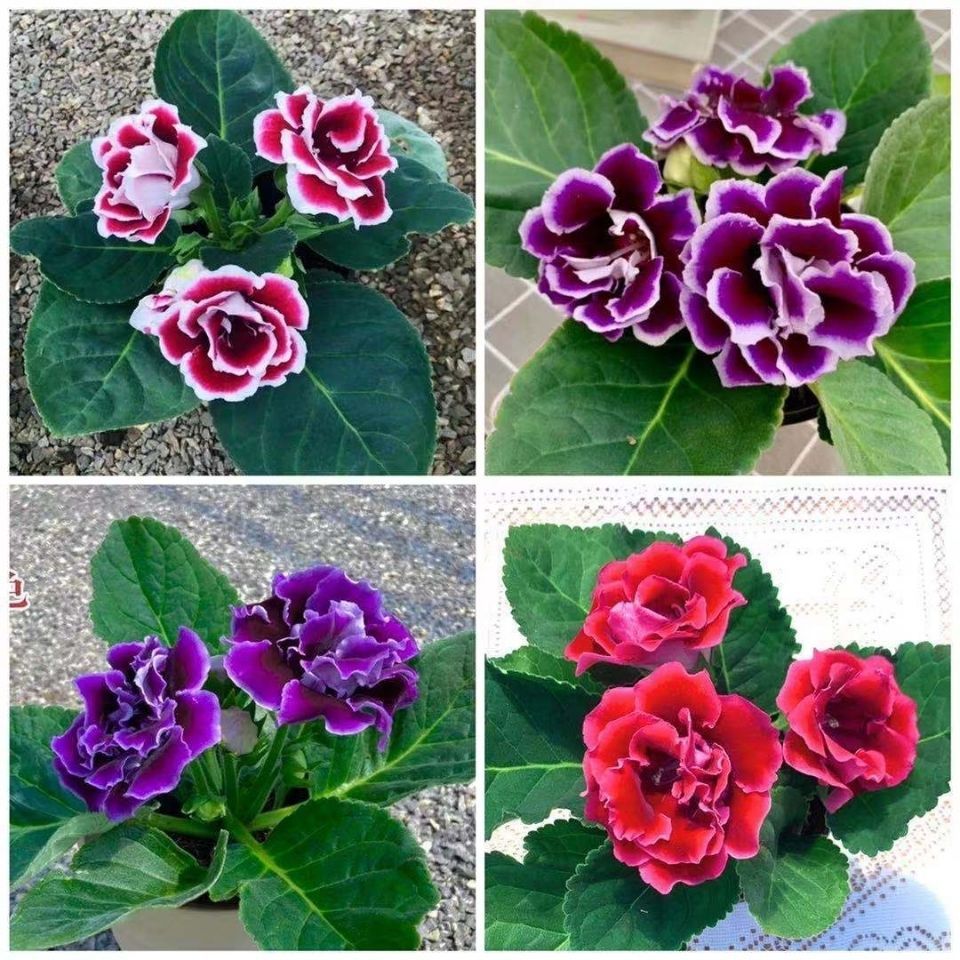 一颗包邮重瓣大岩桐盆栽带花苞发货芙蓉花带花苞发货室内四季开花