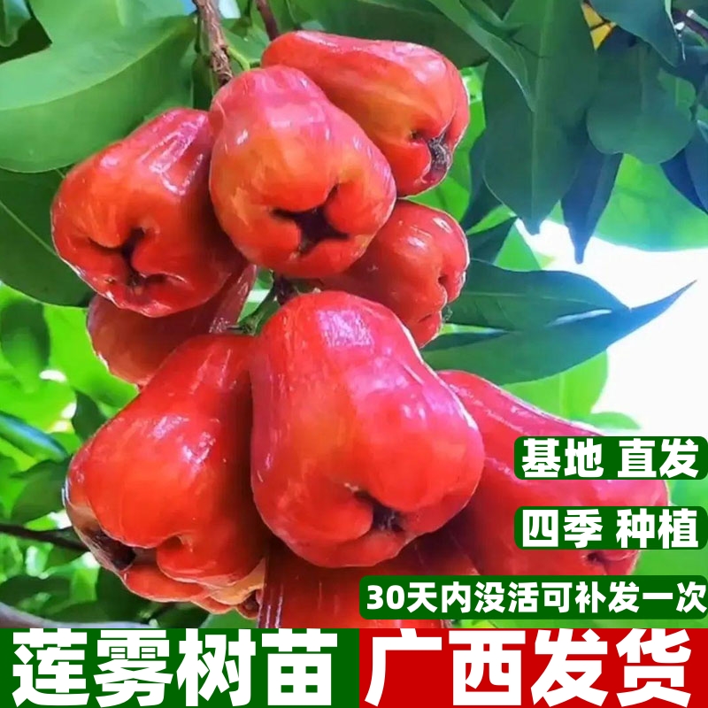 黑糖芭比莲雾树苗大叶红黑金刚莲雾苗嫁接树苗庭院地栽盆栽果树苗