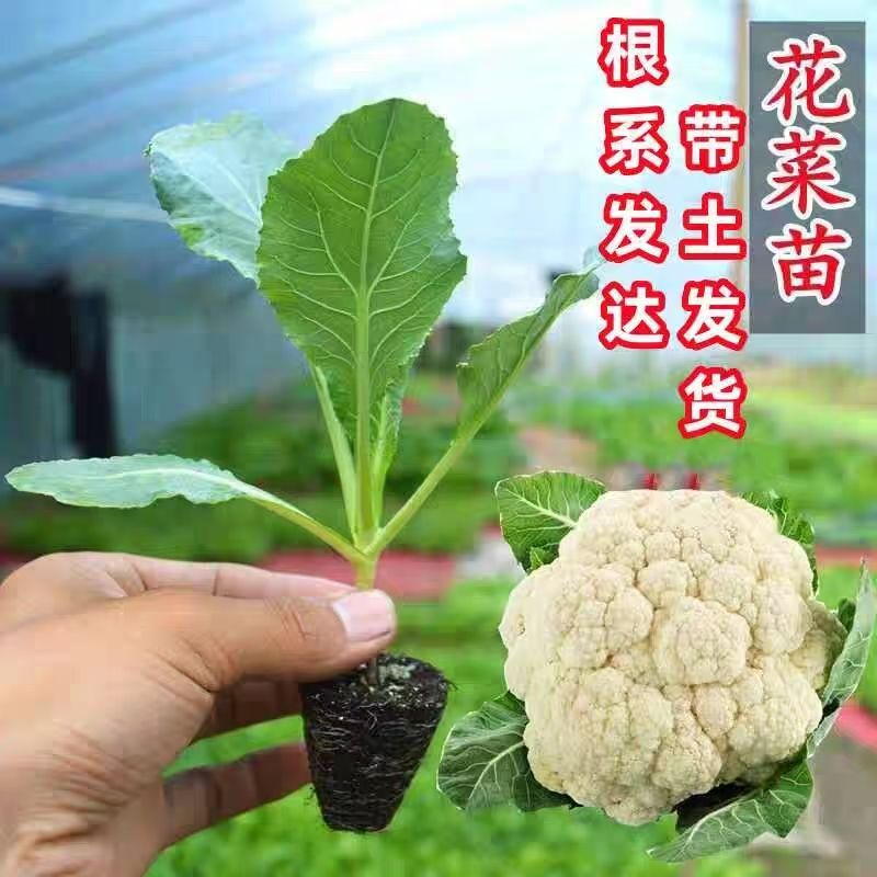 白花菜松花菜西兰花蔬菜苗秧苗秋冬耐热有机品种