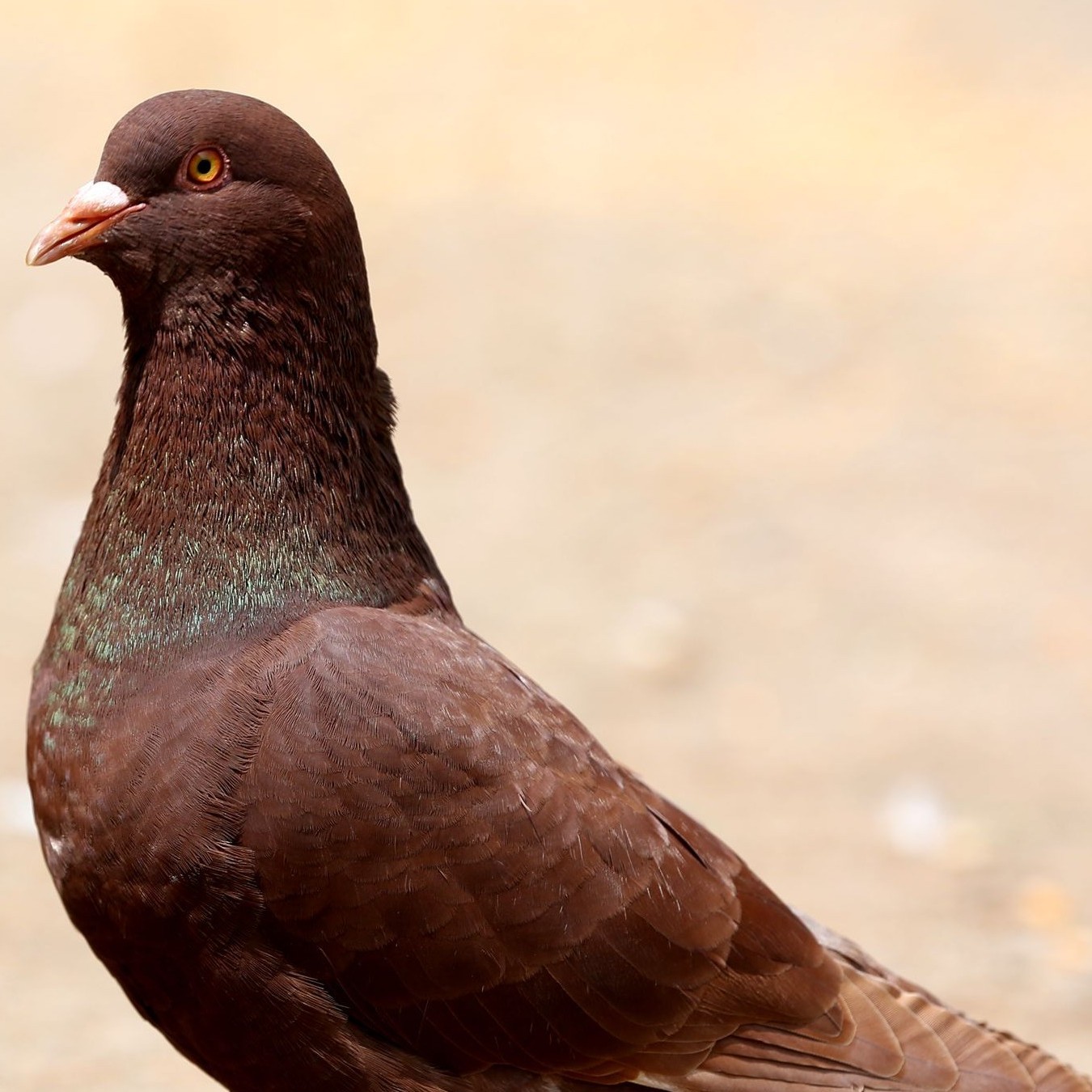 农家散养土鸽子新鲜现杀带内脏急冻锁鲜顺丰冷链运输