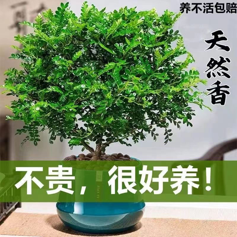 实拍正宗清香木胡椒盆栽室内外绿植花卉驱蚊四季常青好养老桩植物