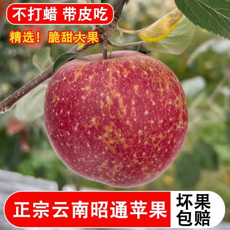 正宗云南昭通冰糖心丑苹果现摘现发应季新鲜水果脆甜多汁产地直发
