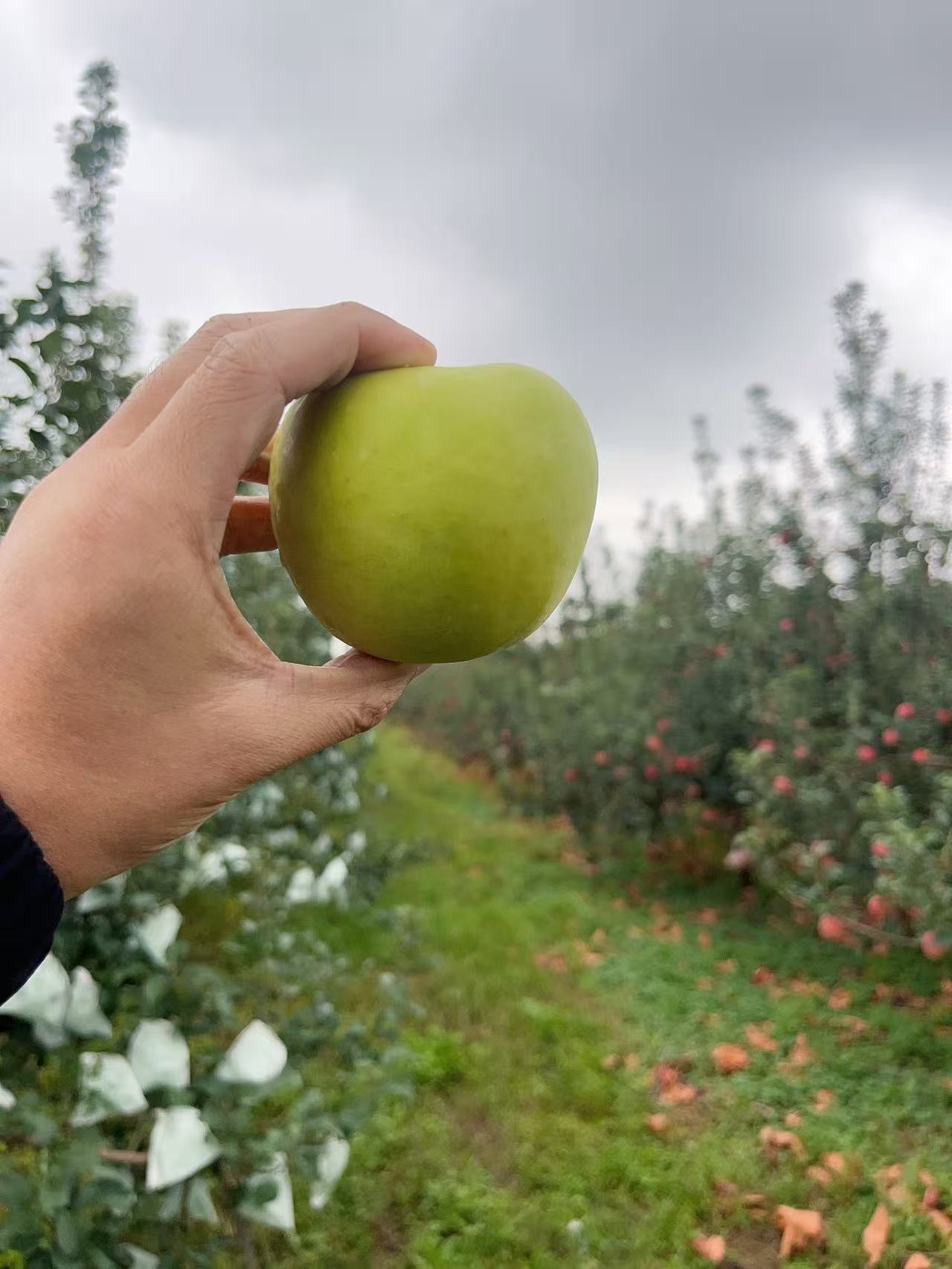 （顺丰包邮）陕西正宗瑞雪苹果