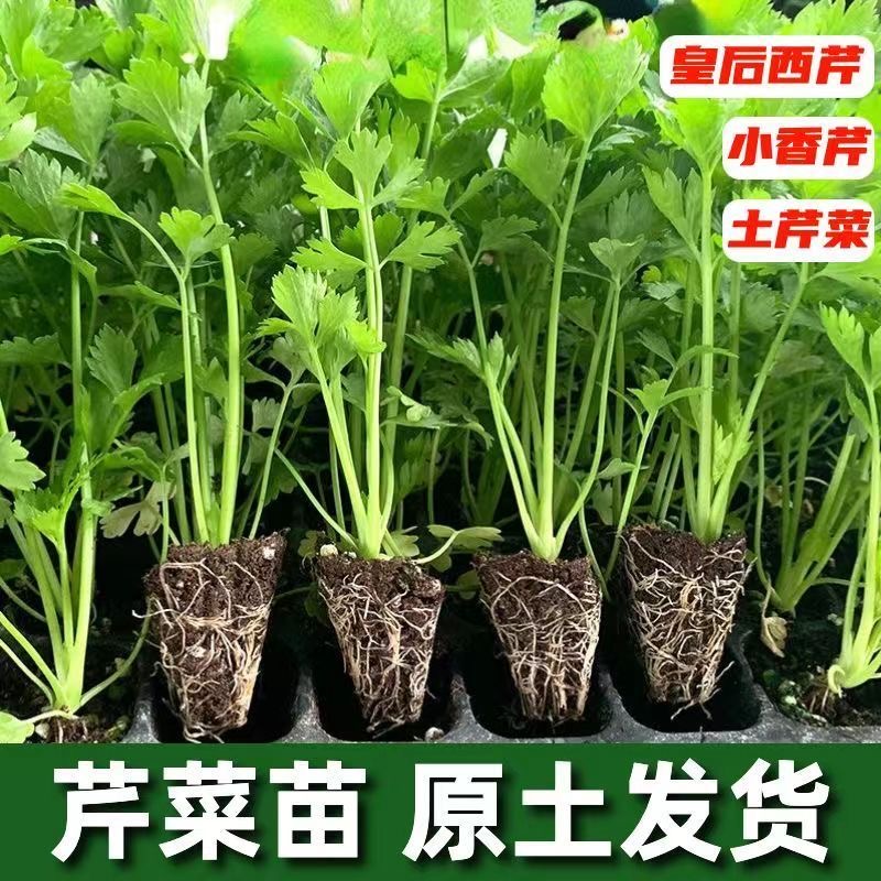 【山东寿光芹菜苗】正宗浓香四季芹菜苗阳台小院泡沫箱种植简单