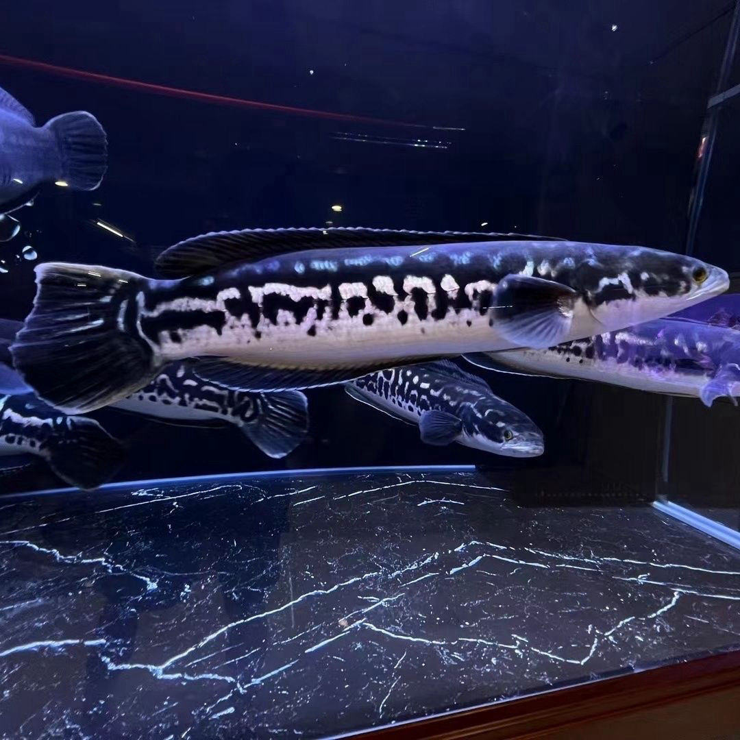 大铅笔鱼雷龙活鱼小盾鳢多曼大型凶猛肉食混养热带观赏鱼活体好养