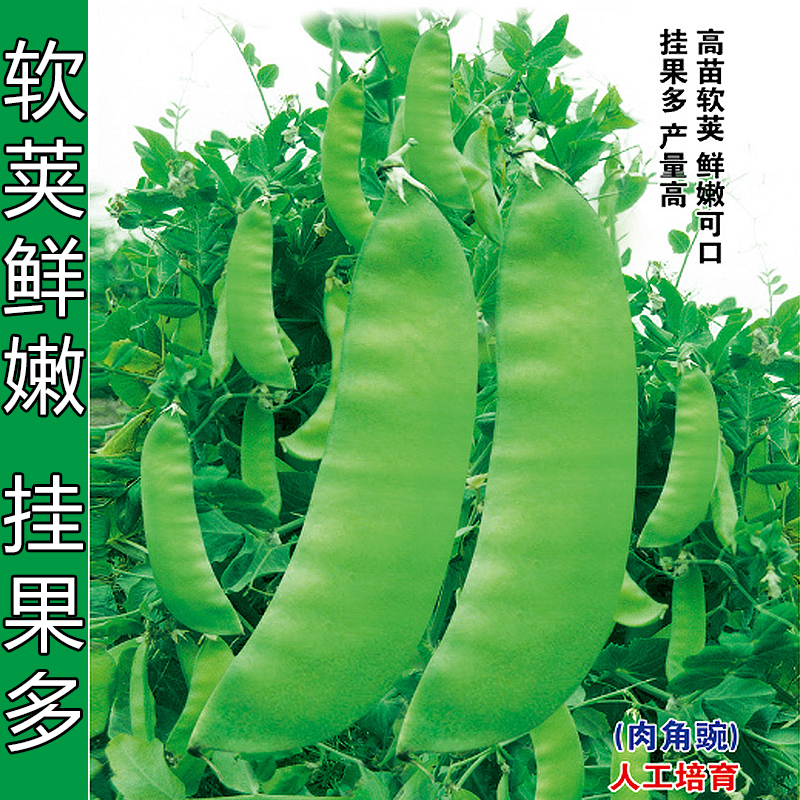 四川食荚大菜豌种子吃豆荚豌豆早熟高产抗病耐寒过冬阳台菜园蔬菜