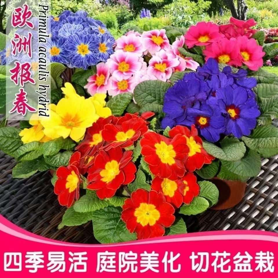 报春花盆栽花苗带花苞耐寒冬季开花阳台庭院室内四季好养花卉植物
