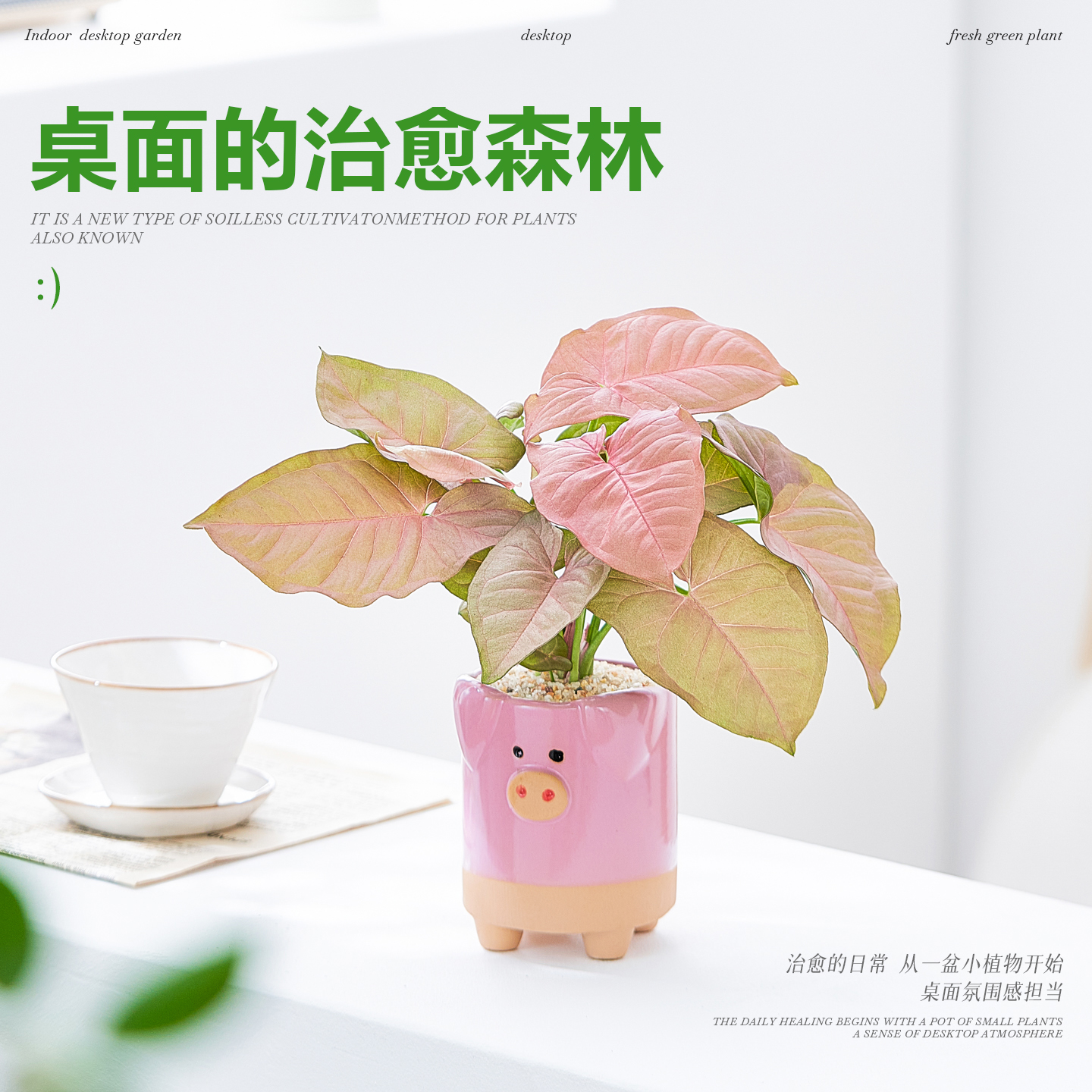 红粉佳人合果芋盆栽粉色恋人办公室内桌面花卉绿植水培植物好养活