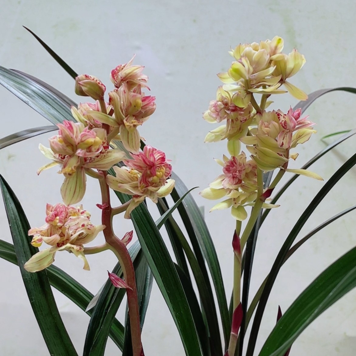 建兰浓香奇花五福奇蝶，红灵牡丹（下单备注花名）