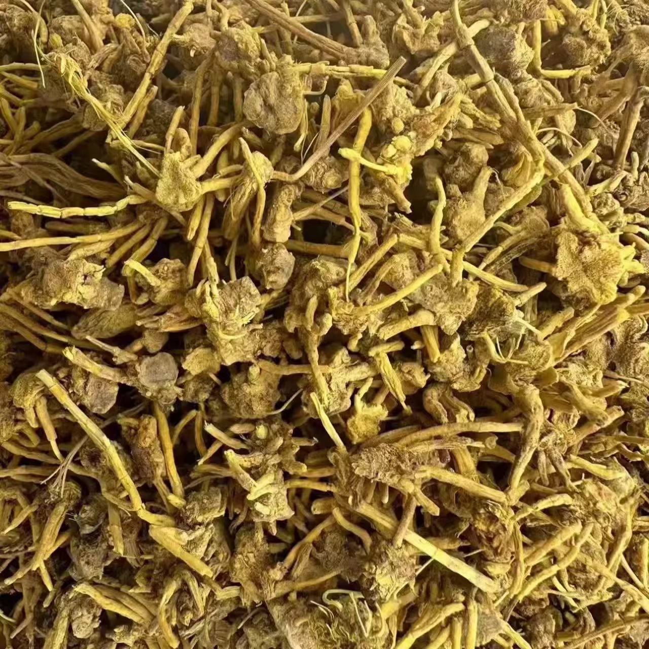 金秋亿草 雪山黄龙草B