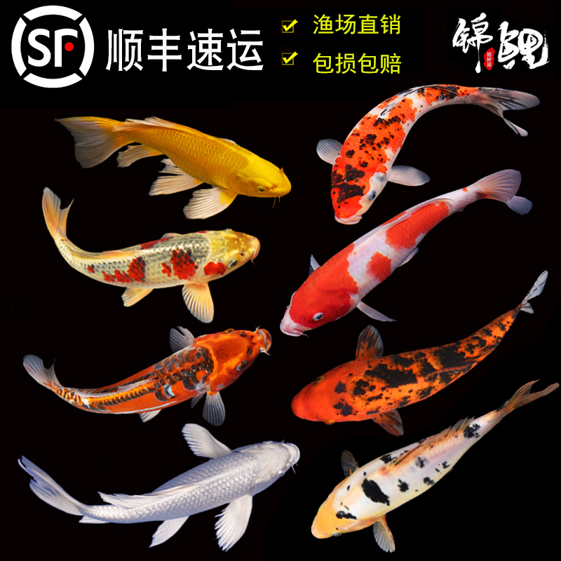 锦鲤鱼活鱼观赏鱼纯种大型红白冷水淡水好养耐活金鱼红鲤鱼小鱼苗