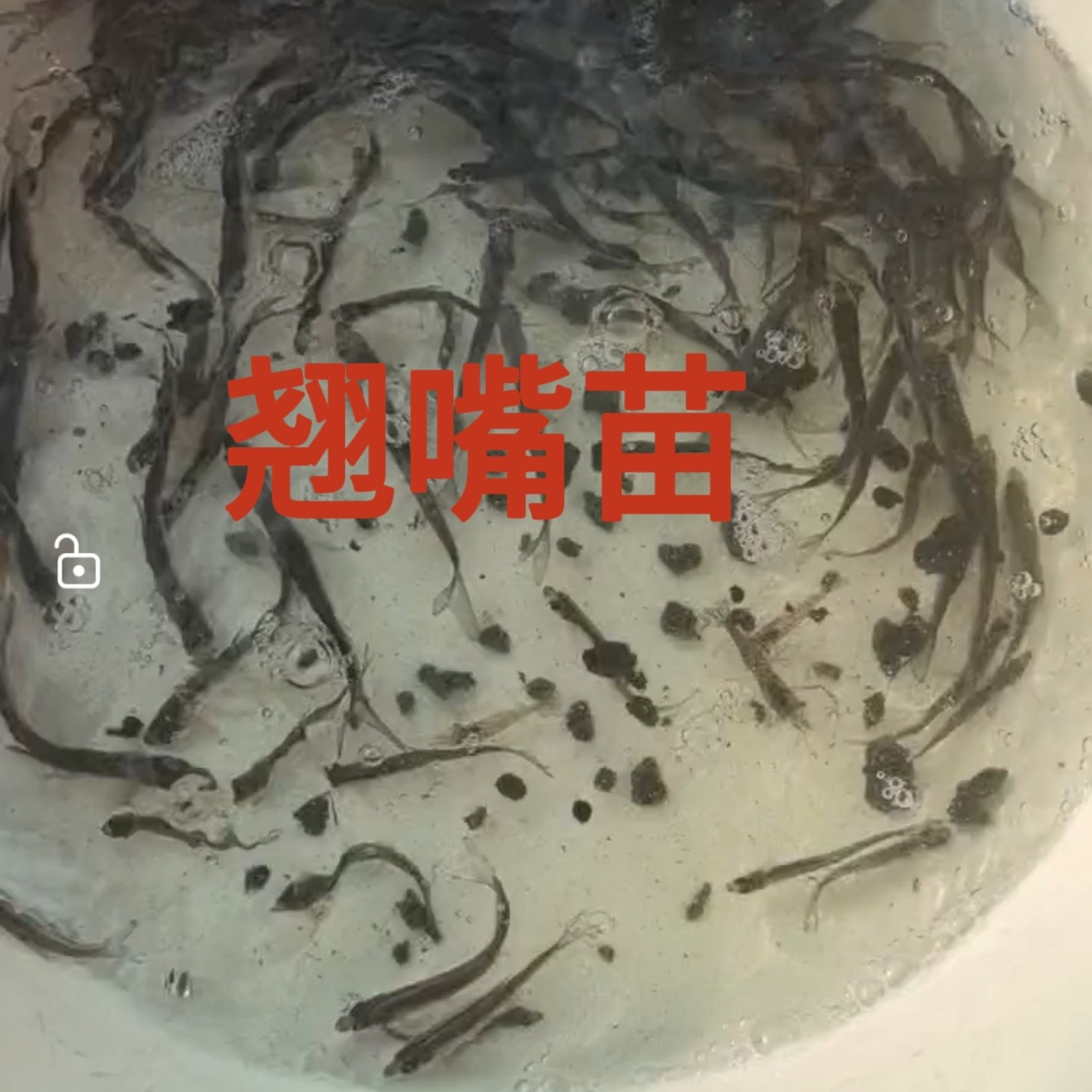 翘嘴鱼苗淡水养殖食用大米级翘壳白刁路亚鲈鱼批发宠物观赏鱼