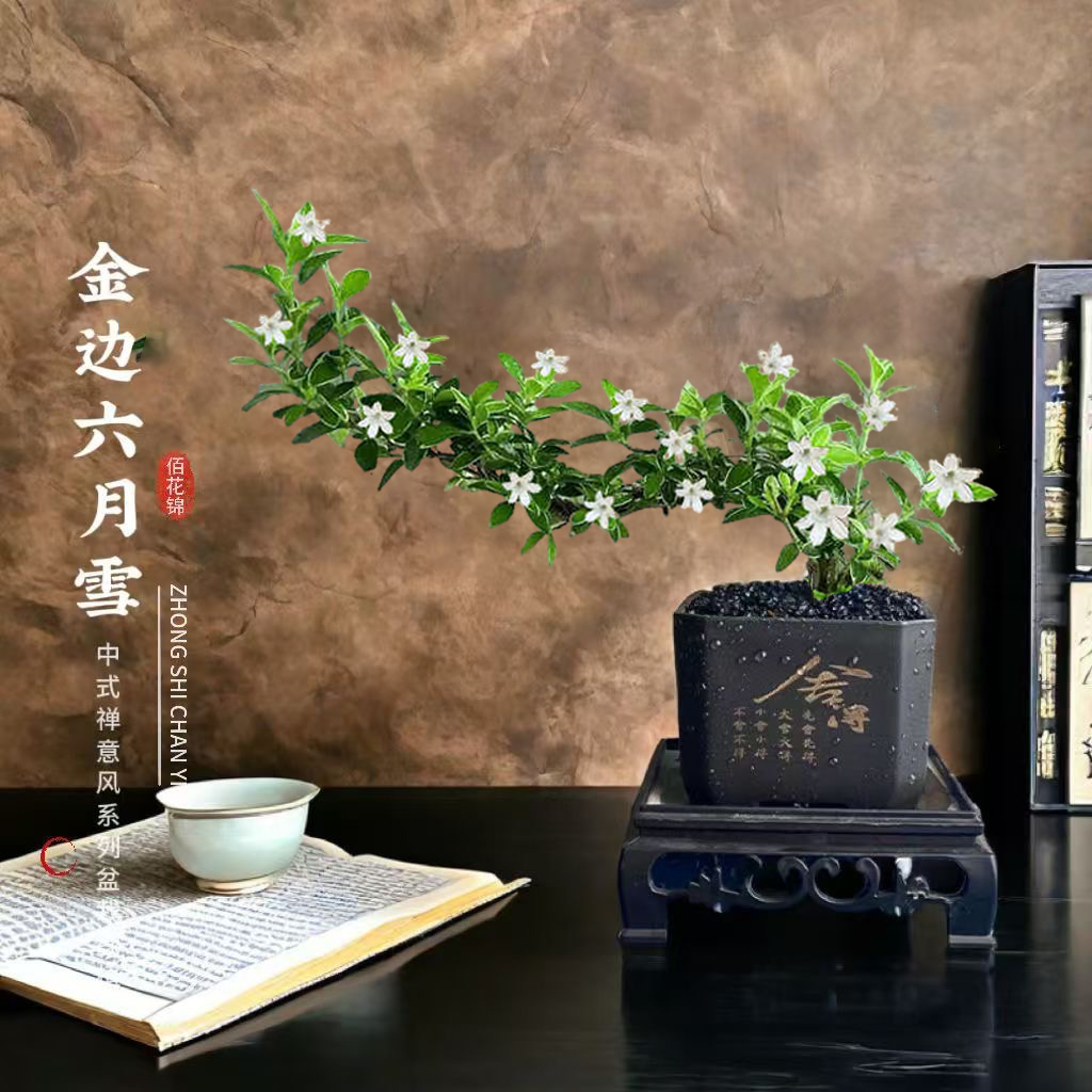 【花伴水】六月雪四方舍得盆造型绿植庭院花卉盆景室内好养植物桌面