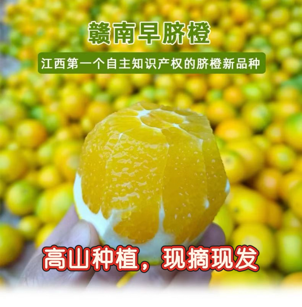 正宗赣南早脐橙新鲜上市应季水果香甜爆汁果园现摘现发手剥橙包邮