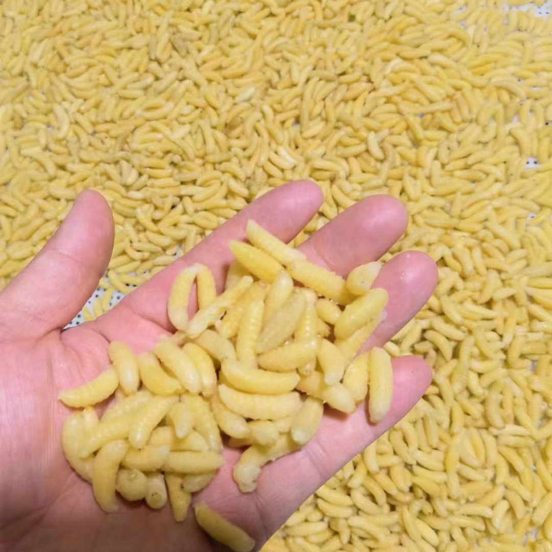 蜂蛹树蜂马蜂一二级深山美味顺丰包邮500g