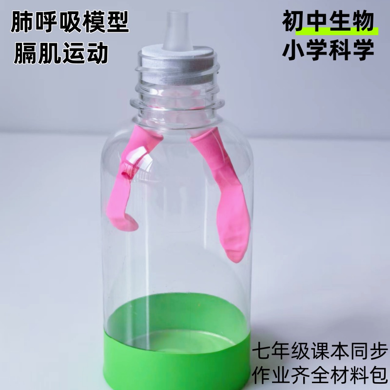 肺呼吸异物排出模型膈肌运动初中七八年级生物小学科学作业材料包