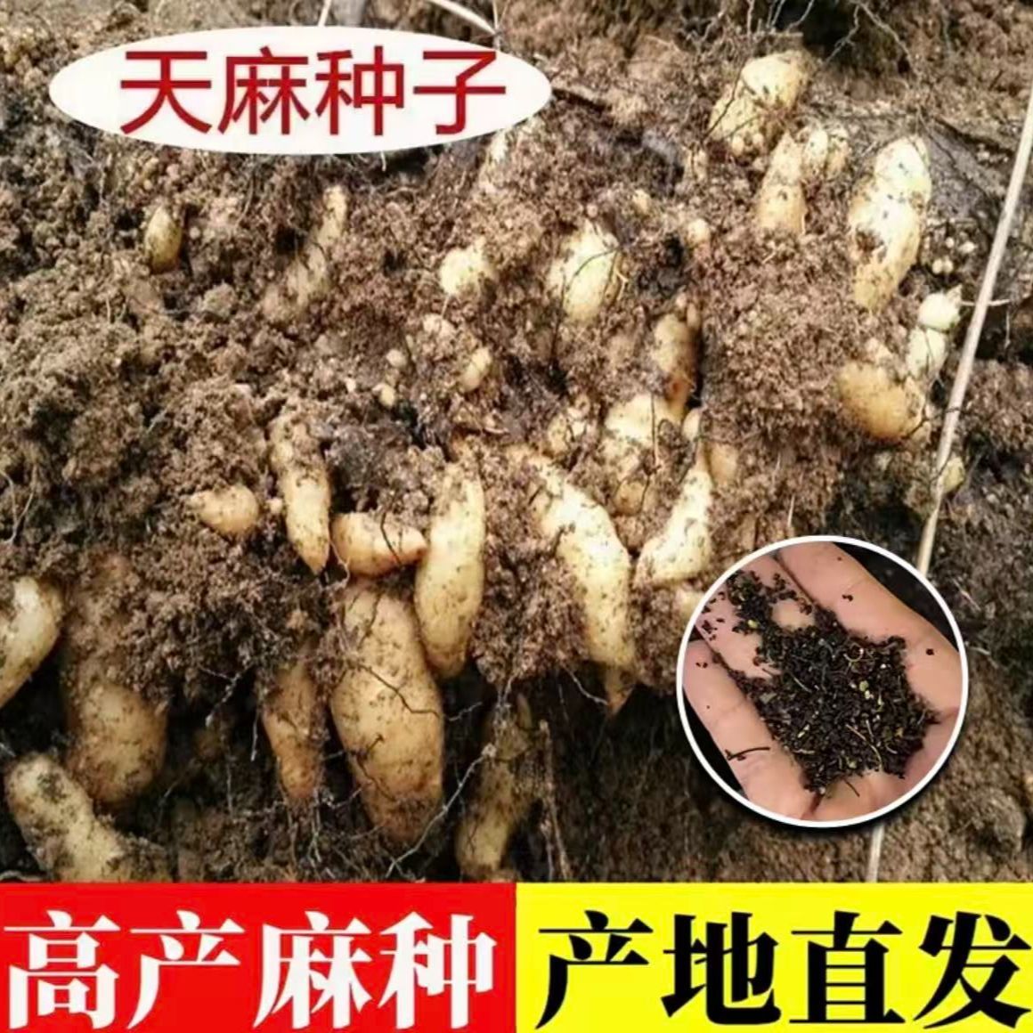 【天麻种子】2适合四季种植可用于阳台盆栽