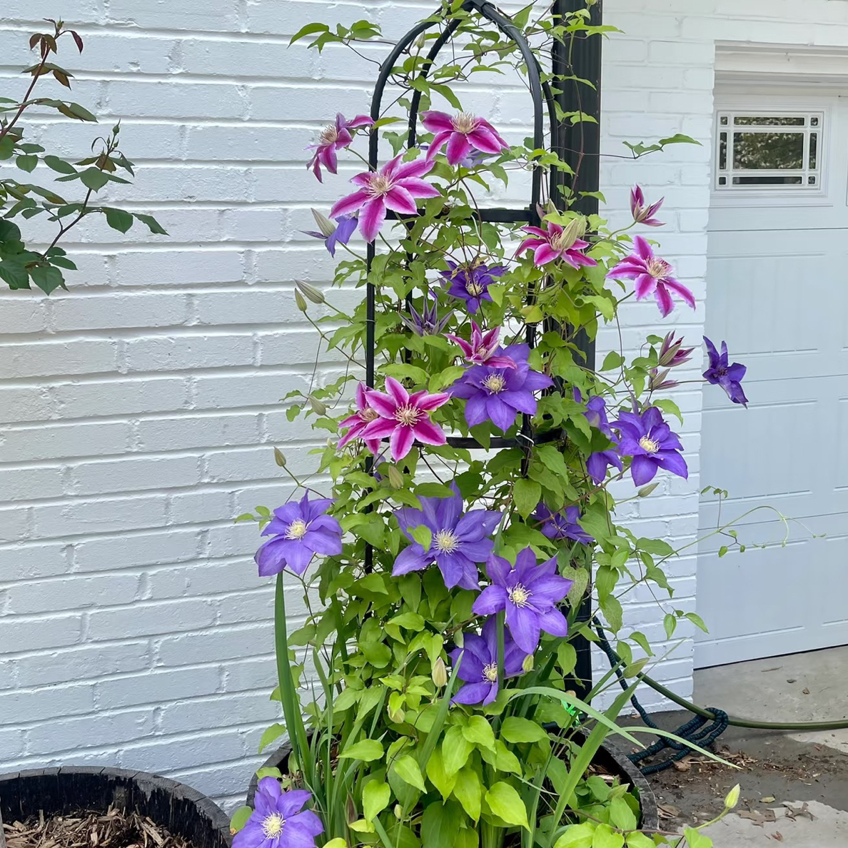 铁线莲超多品种P9规格铁线莲当年苗    会修剪发货