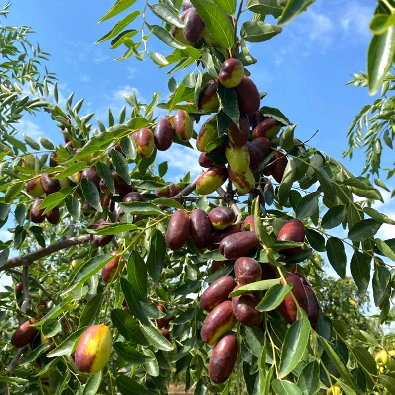 塞外寻味顺丰宁夏灵武长枣水果新鲜当季水果脆枣长红枣大红枣现摘