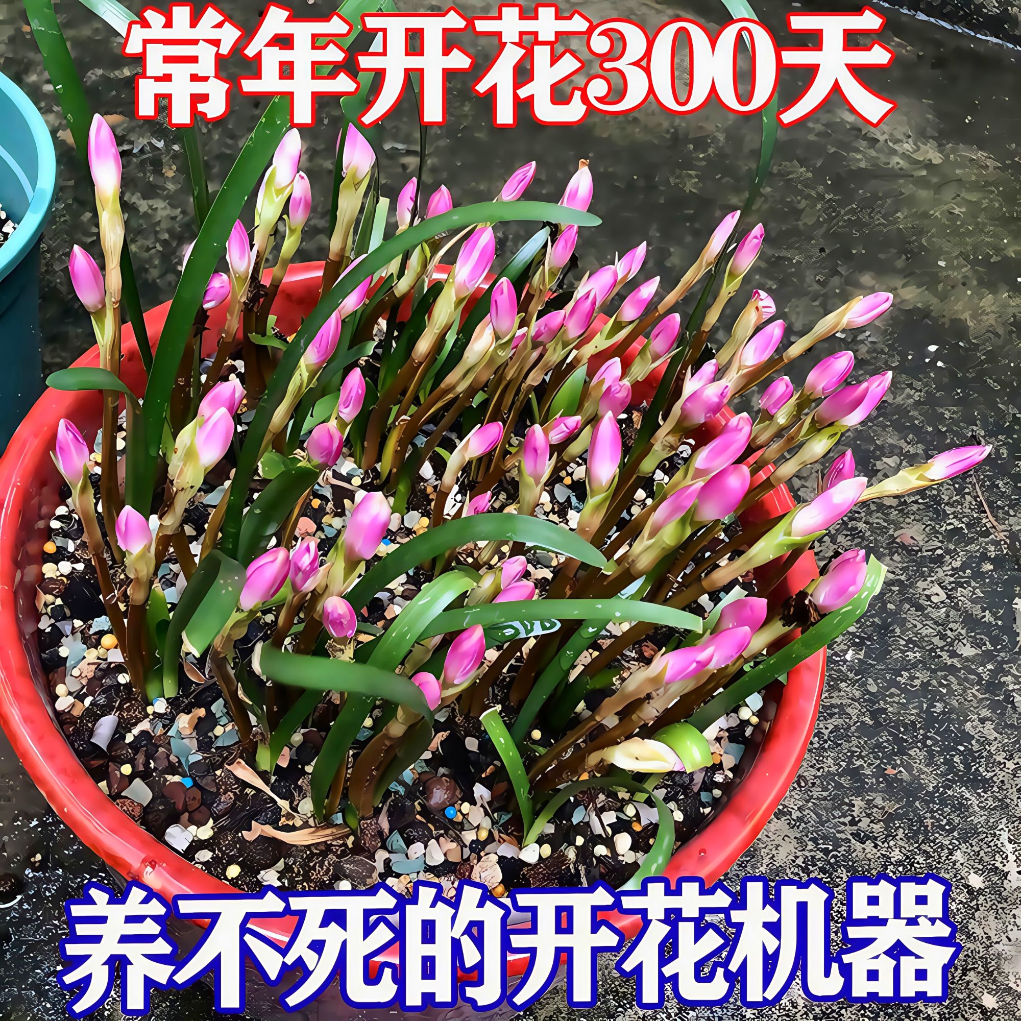 【不活包赔】重瓣风雨兰种球耐寒室内庭院阳台胖丽丽韭葱兰好养绿植