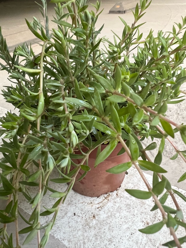 苦味垂盆草，盆景，2盆，脱盆发货