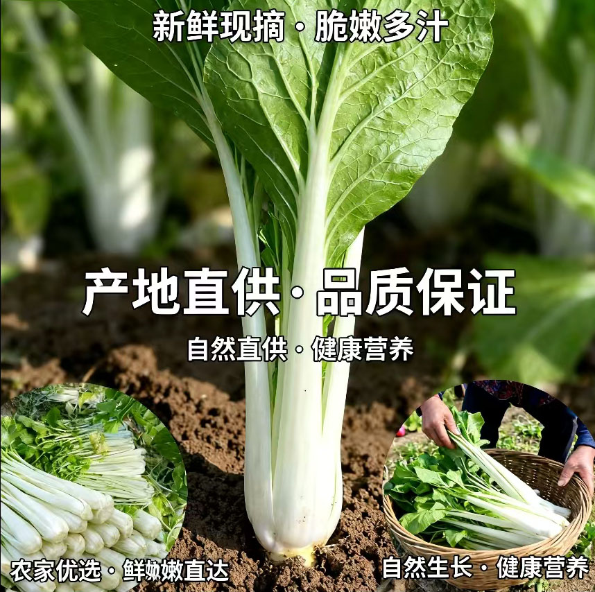 新鲜箭杆白高杆白菜农家自种露天箭杆白高杆白菜现摘现发可制腌菜