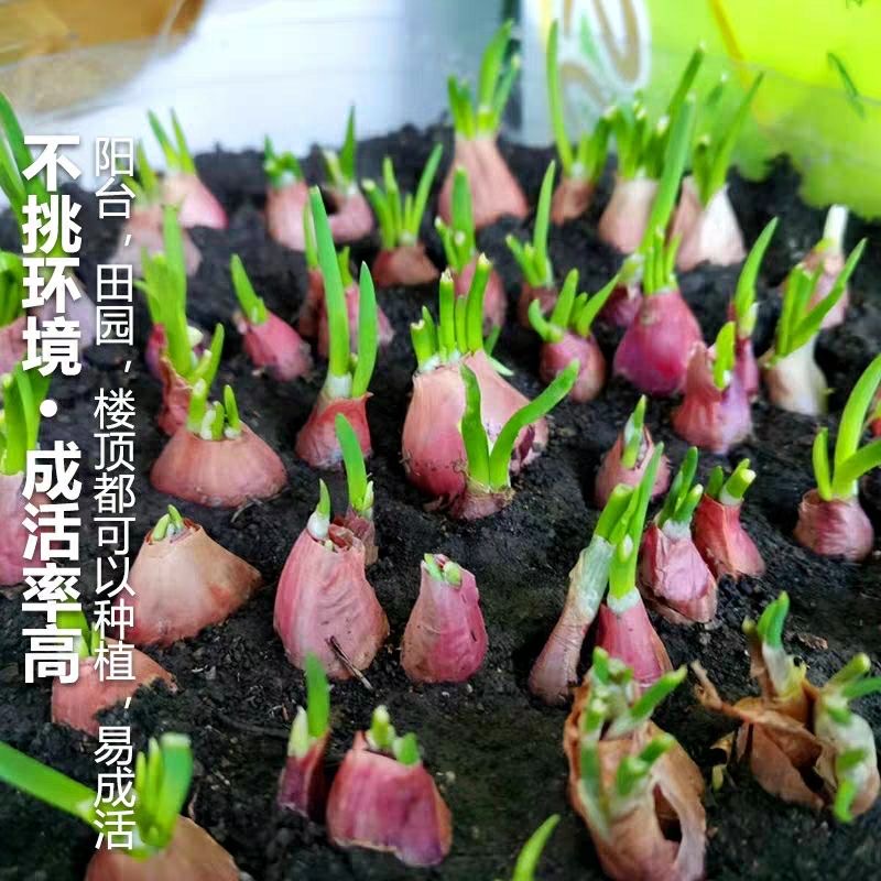 四季速生红皮火葱头农家四季小香葱种子秧苗分葱籽多年生阳台盆栽