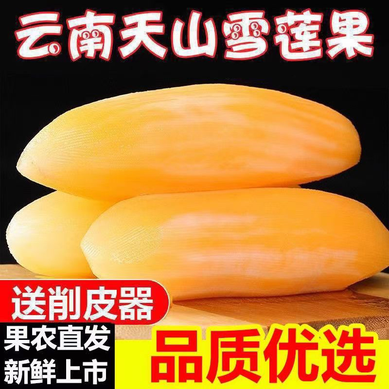 【助农】雪莲果现挖云南天山雪莲果清甜脆爽多汁黄心雪莲果坏果包赔