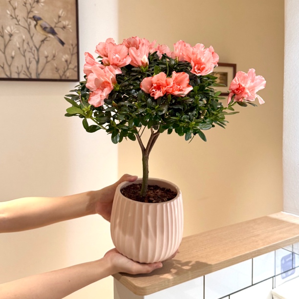 粉精灵杜鹃花盆栽盆景室内客厅办公室桌面好养观花花卉绿植