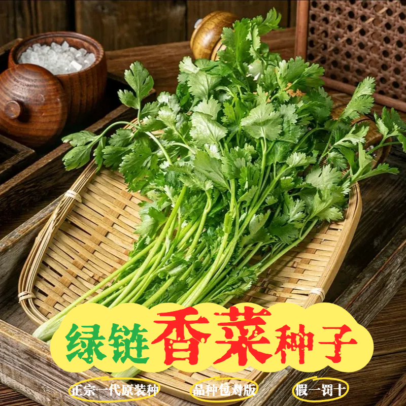 【大叶香菜种子】精选速生高产特香阳台室内盆栽四季蔬菜菜籽秧苗