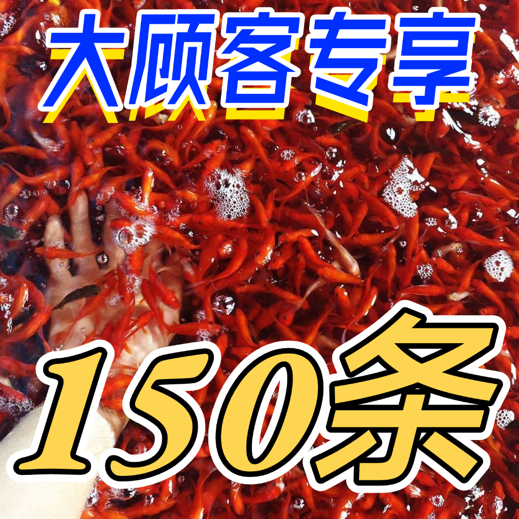 草金鱼 饲料鱼 观赏鱼 小金鱼 喂鱼用