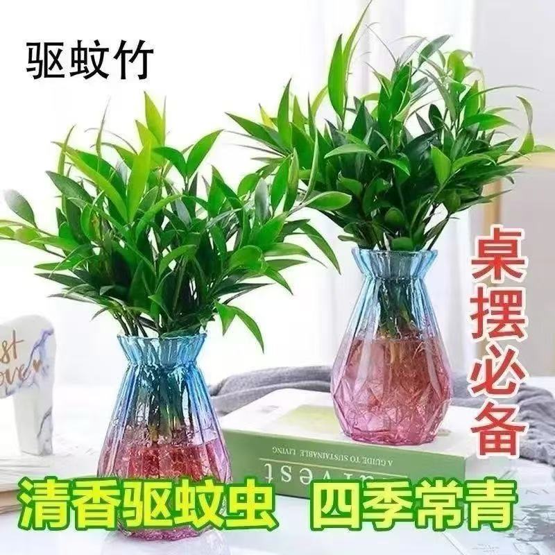 驱蚊竹柏水培绿植盆景客厅室内办公室盆栽植物驱蚊竹水养四季常青