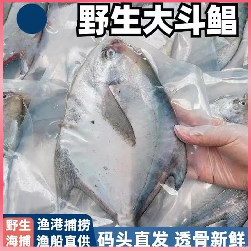 深海大斗鲳野生鲜活斗鲳鱼新鲜速冻昌鱼整箱平鱼海鱼批发顺丰冷链