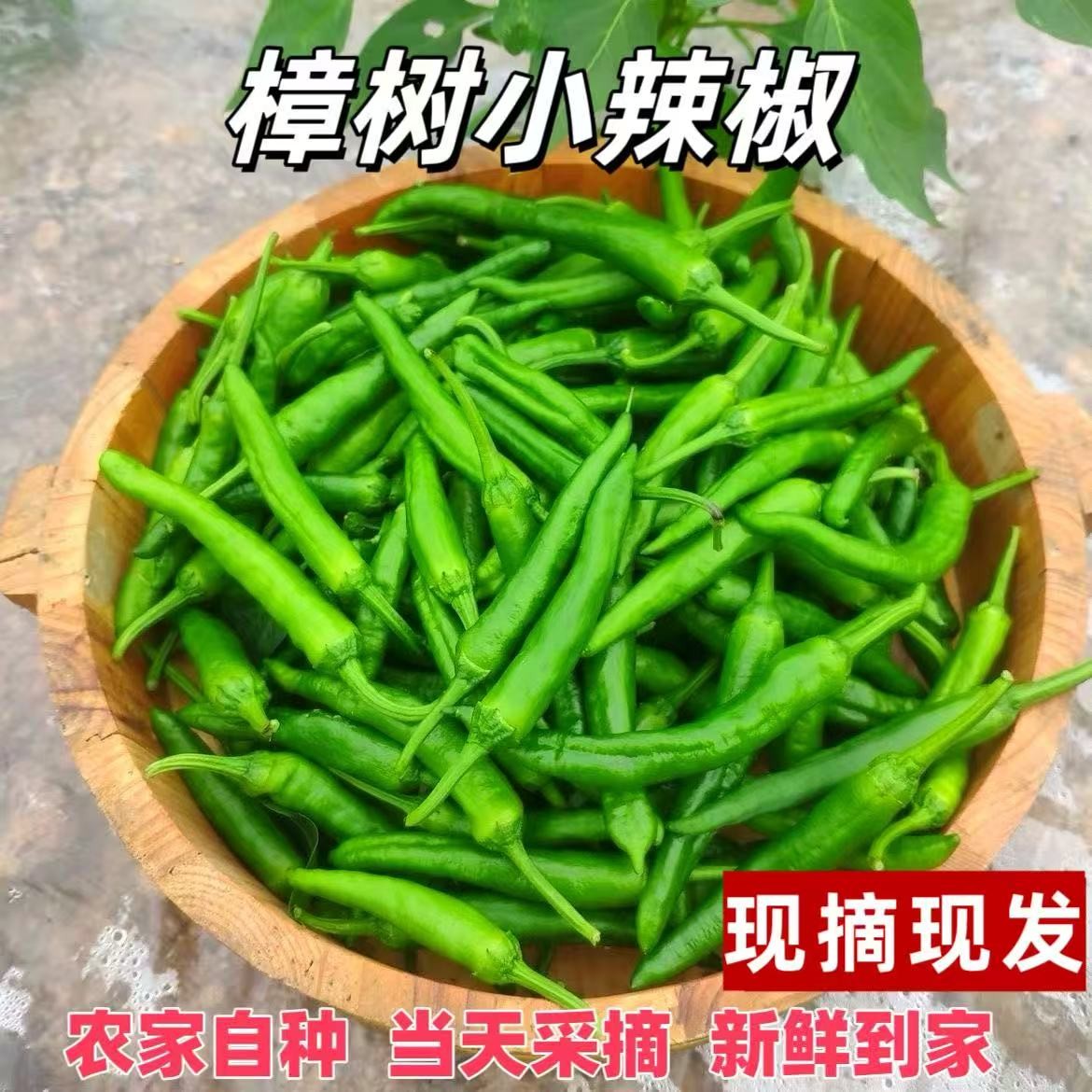 【微辣】樟树薄皮小辣椒鲜嫩微辣农家种植现摘现发湖南品种虎皮辣椒