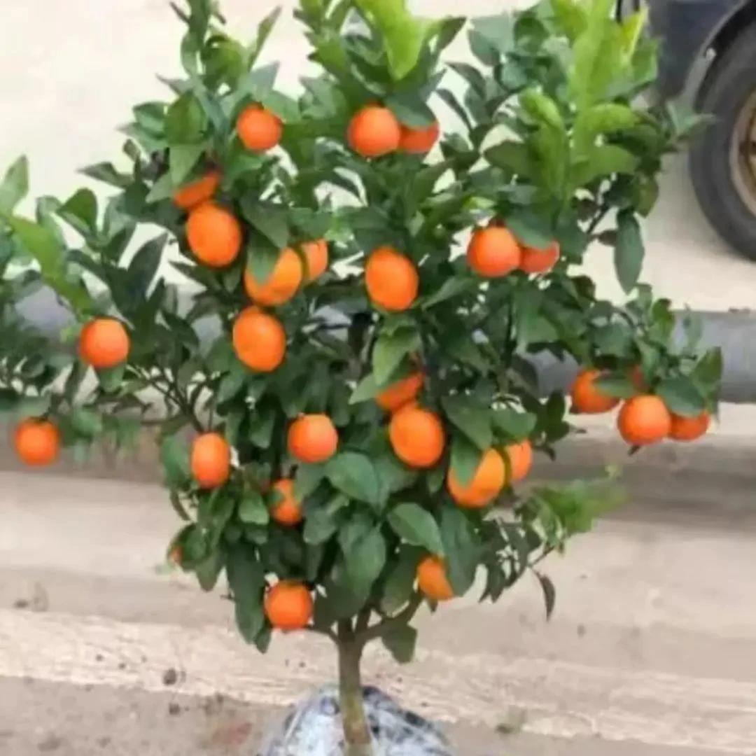 沙糖桔树苗地栽盆栽南方北方种植橘子树苗柑桔果树果苗嫁接砂糖橘