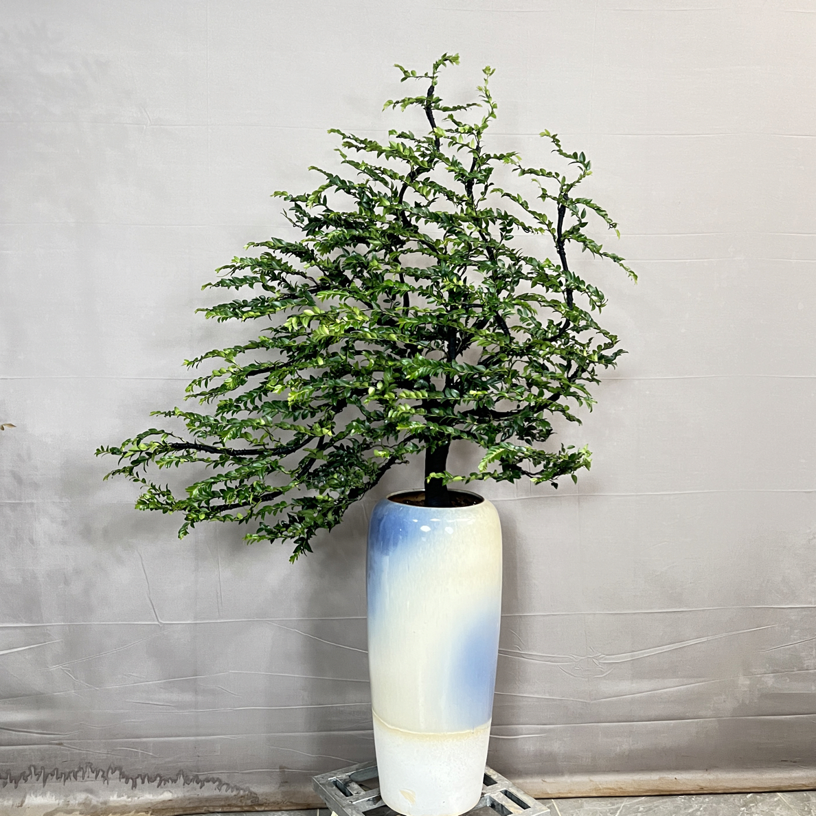 广东小叶紫檀、黑骨茶、盆景室内外好养四季常青禅意绿植、造型款